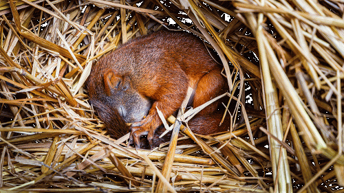 squirrel sleeping