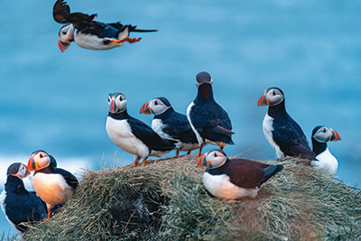 Puffins
