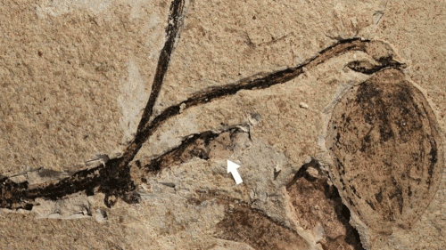 flower fossil