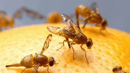 fruit fly