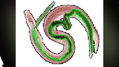 weirdworm-1000x563