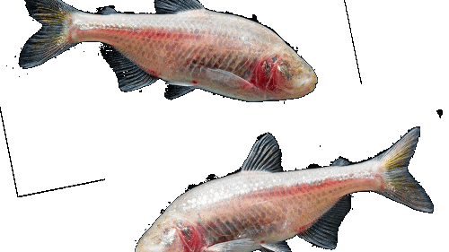 blindcavefish