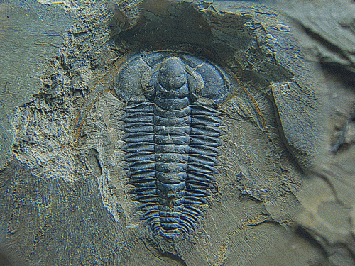 chengjiangfossil