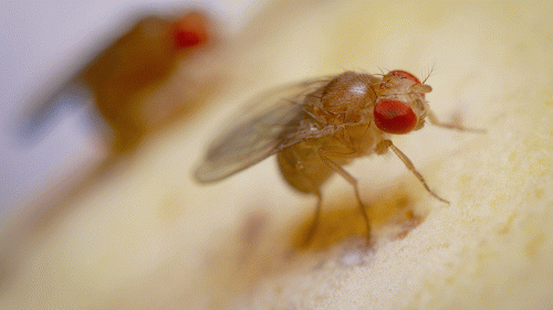 adaptivefruitflies