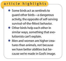AltruisticBirdsEmbarrass_highlights