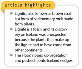aFloodIcelandPlantFossils_highlights