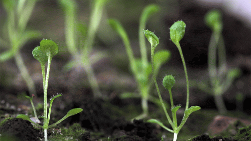 Arabidopsis