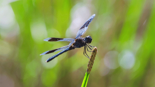 adragonfly