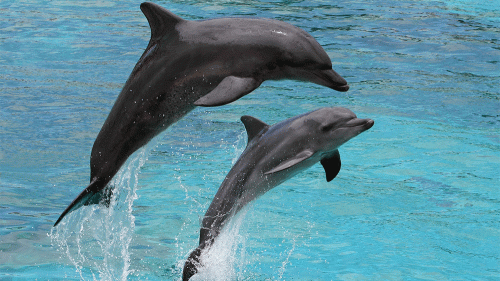 a dolphin-jump