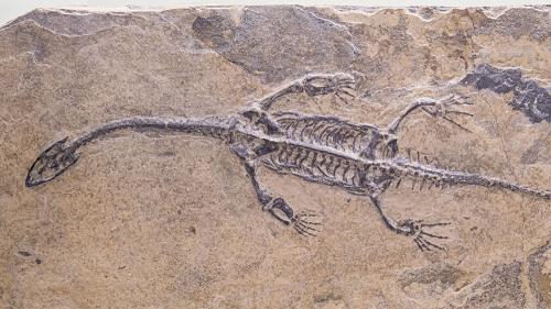 aplesiosaur-fossil-1000x563