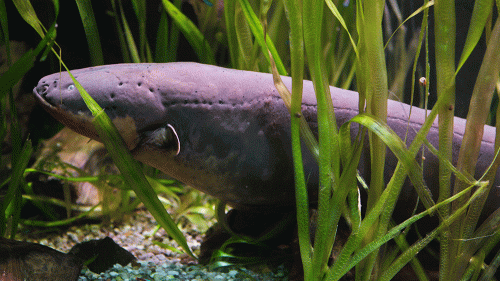aelectric-fish-1000x563