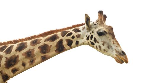 aGiraffe-neck-white-1000x563