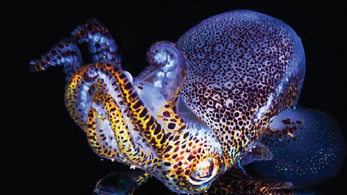 aBobtailSquidCloaking1-1000x563