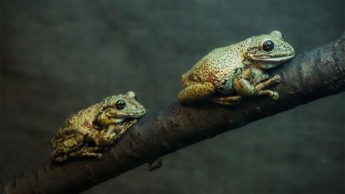 2-frog-branch-1000x563