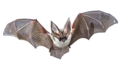 aHowBatWings1-1000x563