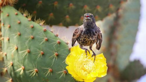 acactus-finch-1000x563