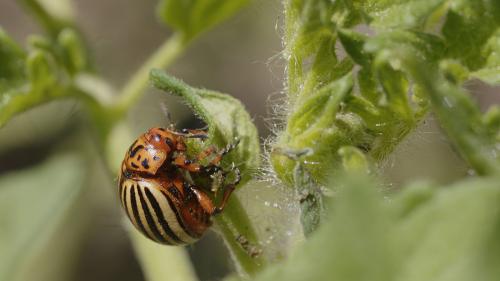 abeetle-eating-leaf-1000x563