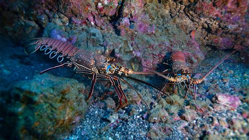 aalobster-deep-1000x563