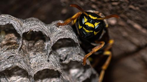 aaapaper-wasp-1000x563