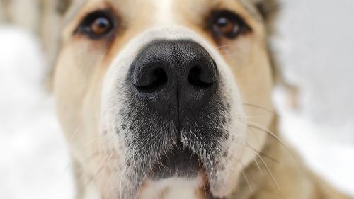 aadog-nose-1000x563