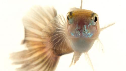 Goldfish