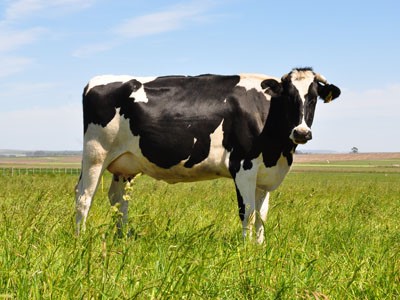 La vaca