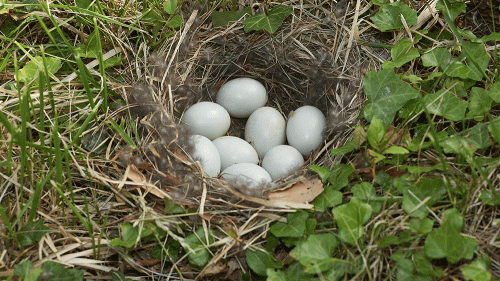 aaabirdeggs-1000x563