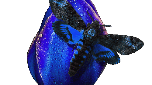 deathsheadhawkmoth-1000x563 (1)