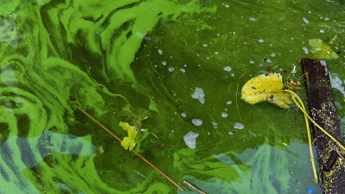 aaagreen-algae-relatives-1000x563