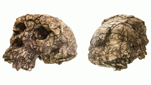 aaatoumaiskull-1000x563