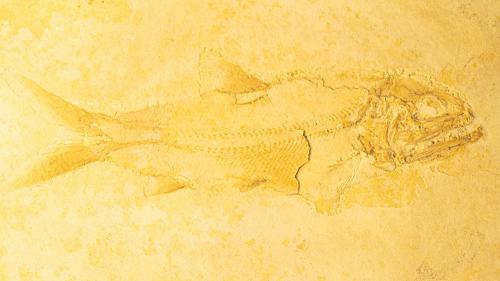 aaatan-fish-fossil-1000x563