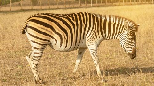 aaaEvolvingMammals_1000x563