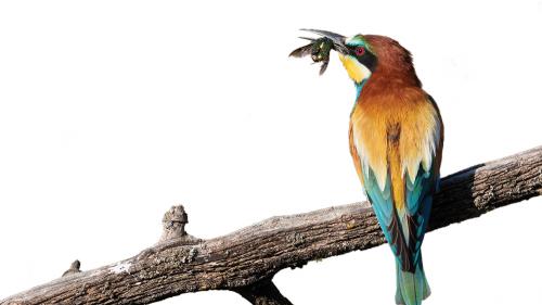 EatingLikeBird_1000x563