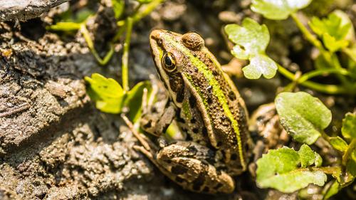 aaaFrogStripe_1000x563