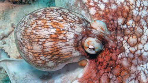 octopus