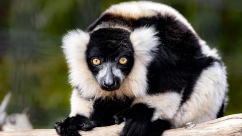 aaaArcticLemur_1000x563