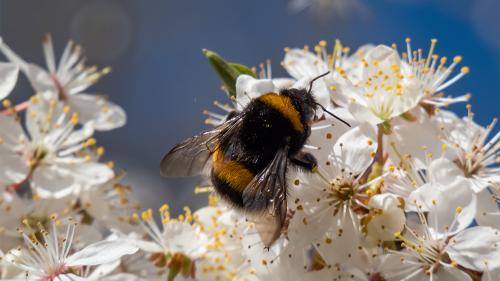 aaabumblebee-u_1000x563