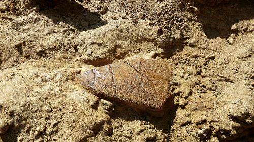 aaaTeenageNinjaTurtleFossils_1000x563