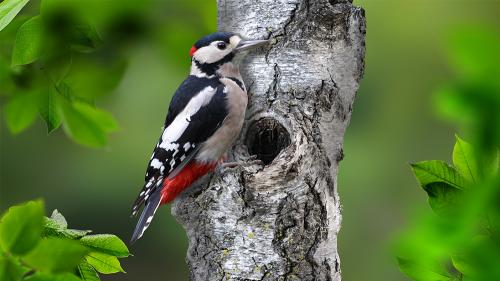 aaaaWhy_Breeding_Woodpeckers_1000x563
