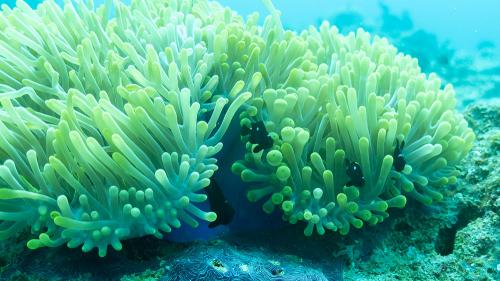 aaseaanemonefossils_1000x563