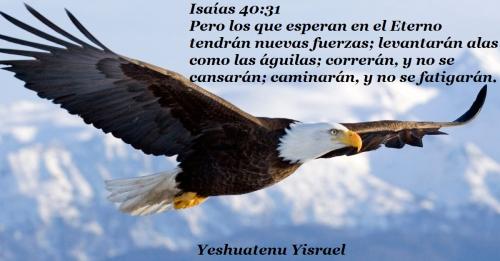 fotos-de-aguilas