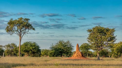 aaaaHeadbanging_Termites_1000x563