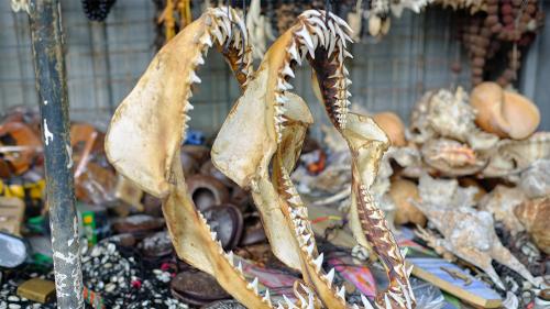 aaaasharkjaws_1000x563