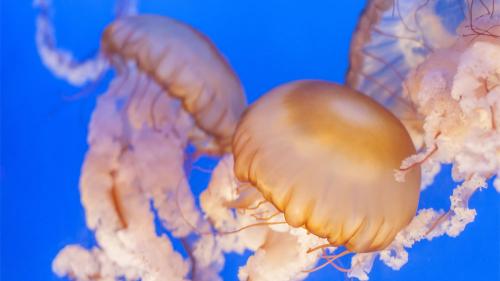 aaaanewjelly_1000x563