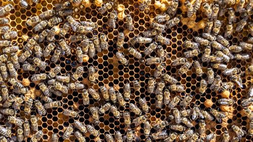 aaaBeeConstruct_1000x563