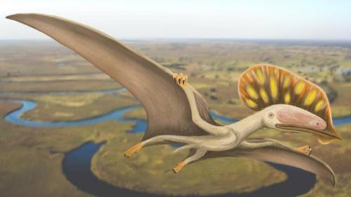 aaaaFirst_Tapejarid_edit_1000x563