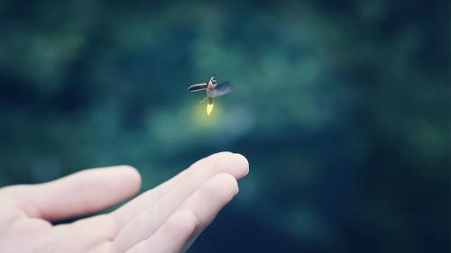 aaaChasingFireflies_1000x563