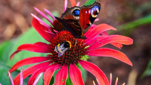 aaearliestfloweringplants_1000x563