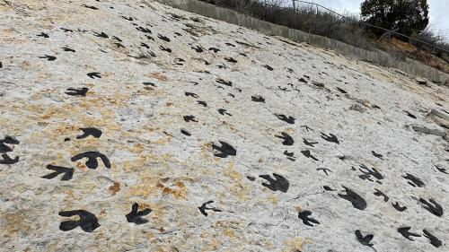 aadino-footprints-duck_1000x563