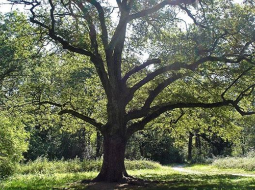 El arbol de Roble confundido